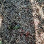 Τα αγριογούρουνα συνεχίζουν το καταστροφικό τους έργο στη Σάμο - Μέτρα ζητούν οι αγρότες (ΦΩΤΟ)