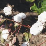 Προβληματίζει η παγκόσμια παραγωγή βαμβακιού