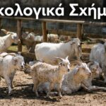 Ποια λάθη άφησαν απλήρωτους κτηνοτρόφους στο ECO 9 - Τα ποσά ενίσχυσης και οι διορθώσεις