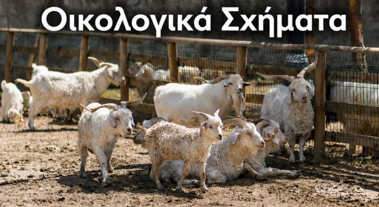 Ποια λάθη άφησαν απλήρωτους κτηνοτρόφους στο ECO 9 - Τα ποσά ενίσχυσης και οι διορθώσεις