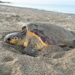 Caretta caretta σε κίνδυνο