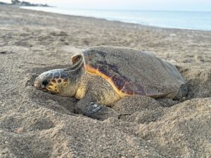 Caretta caretta σε κίνδυνο