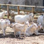 Τα πρόβατα… τρώνε τη δουλειά από τους εργάτες