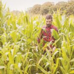 USDA: Οι αγρότες φύτεψαν λιγότερα εκτάρια καλαμπόκι
