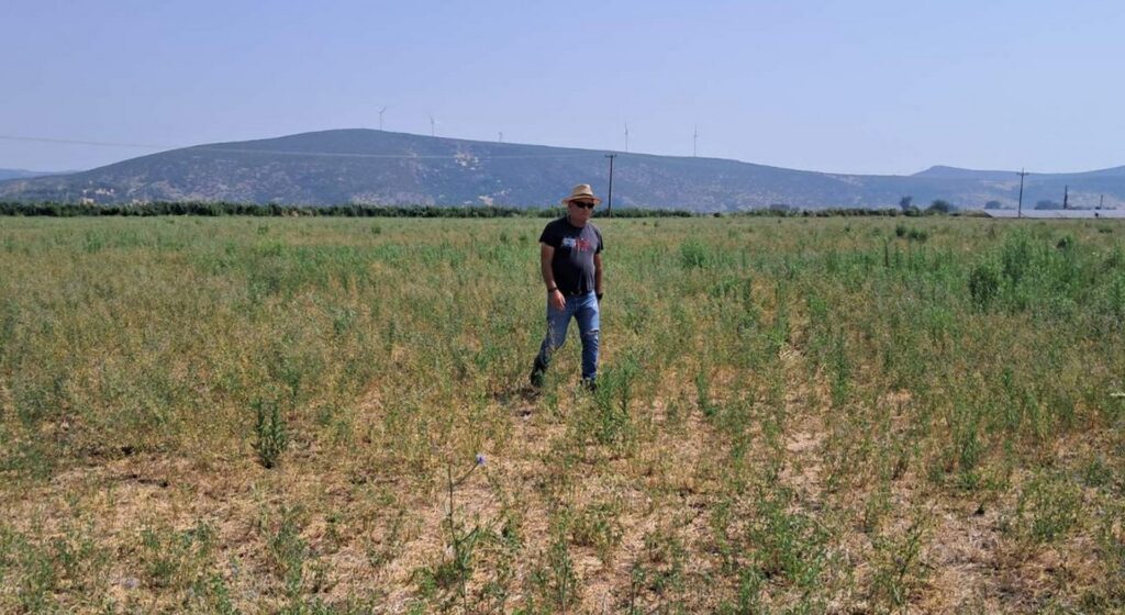 Τα τρωκτικά ρημάζουν την Κωπαΐδα – Σε απόγνωση οι καλλιεργητές