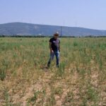 Τα τρωκτικά ρημάζουν την Κωπαΐδα - Σε απόγνωση οι καλλιεργητές