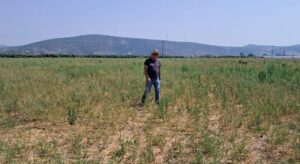 Τα τρωκτικά ρημάζουν την Κωπαΐδα - Σε απόγνωση οι καλλιεργητές