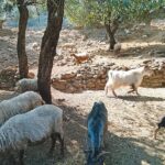 Στήριξη κτηνοτρόφων στα μικρά νησιά