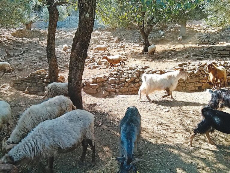 Στήριξη κτηνοτρόφων στα μικρά νησιά