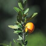 Μανταρίνι Χίου, άρωμα και γεύση από τον 19ο αιώνα