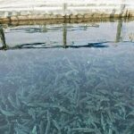 Το ελληνικό ψάρι κατακτά τις διεθνείς αγορές