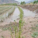 Η κακοκαιρία στη Δυτική Θεσσαλία κατέστρεψε αγροτικές καλλιέργειες - Τι λένε οι πρώτες εκτιμήσεις (ΦΩΤΟ)