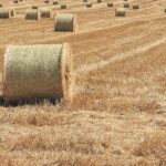 Η Ε.Ε. θέλει να παράγει τις δικές της ζωοτροφές